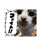 ミシシッピアカミミガメと猫（個別スタンプ：1）
