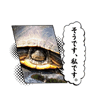 ミシシッピアカミミガメと猫（個別スタンプ：3）