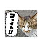 ミシシッピアカミミガメと猫（個別スタンプ：6）