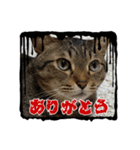 ミシシッピアカミミガメと猫（個別スタンプ：7）