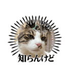 ミシシッピアカミミガメと猫（個別スタンプ：8）