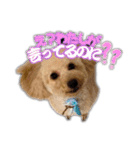 Mimi.Mignon（個別スタンプ：1）