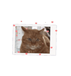 私のスタンプ(猫)（個別スタンプ：1）