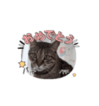 私のスタンプ(猫)（個別スタンプ：2）