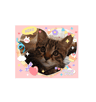 私のスタンプ(猫)（個別スタンプ：4）