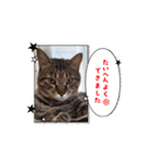 私のスタンプ(猫)（個別スタンプ：5）
