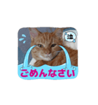 私のスタンプ(猫)（個別スタンプ：6）