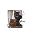 私のスタンプ(猫)（個別スタンプ：8）