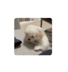 動くチワリーゼのベルちゃん（個別スタンプ：7）