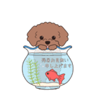 『トイプードル』夏のごあいさつ（個別スタンプ：5）
