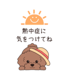 『トイプードル』夏のごあいさつ（個別スタンプ：10）