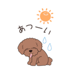 『トイプードル』夏のごあいさつ（個別スタンプ：13）