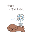『トイプードル』夏のごあいさつ（個別スタンプ：14）