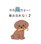 『トイプードル』夏のごあいさつ（個別スタンプ：16）