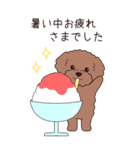 『トイプードル』夏のごあいさつ（個別スタンプ：19）