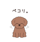 『トイプードル』夏のごあいさつ（個別スタンプ：20）
