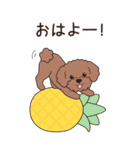 『トイプードル』夏のごあいさつ（個別スタンプ：21）