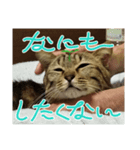 サバくんの日常4（個別スタンプ：1）