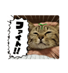 サバくんの日常4（個別スタンプ：4）