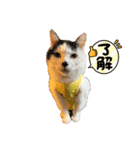 戸森家わんにゃんず（個別スタンプ：2）