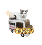 戸森家わんにゃんず（個別スタンプ：3）