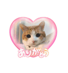 戸森家わんにゃんず（個別スタンプ：4）