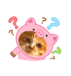 戸森家わんにゃんず（個別スタンプ：5）