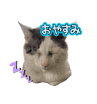 戸森家わんにゃんず（個別スタンプ：6）