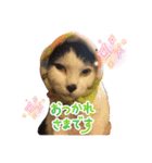 戸森家わんにゃんず（個別スタンプ：7）