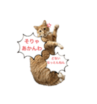 アズ＆ニコ 2（個別スタンプ：1）