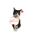 アズ＆ニコ 2（個別スタンプ：3）