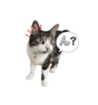 アズ＆ニコ 2（個別スタンプ：4）