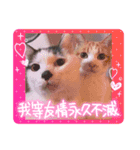 戸森家わんにゃんずたまにじいじ（個別スタンプ：1）