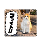 戸森家わんにゃんずたまにじいじ（個別スタンプ：2）