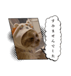 戸森家わんにゃんずたまにじいじ（個別スタンプ：3）