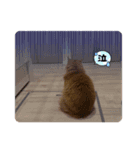 戸森家わんにゃんずたまにじいじ（個別スタンプ：6）