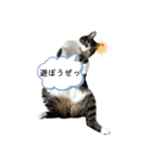 アズ＆ニコ0（個別スタンプ：1）