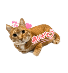 アズ＆ニコ0（個別スタンプ：4）
