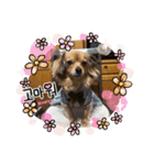 チワックスRUBYの使えるスタンプ（個別スタンプ：1）