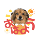 チワックスRUBYの使えるスタンプ（個別スタンプ：3）