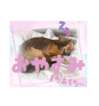 チワックスRUBYの使えるスタンプ（個別スタンプ：4）