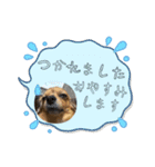 チワックスRUBYの使えるスタンプ（個別スタンプ：7）