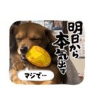 チワックスRUBYの使えるスタンプ（個別スタンプ：10）