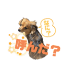 チワックスRUBYの使えるスタンプ（個別スタンプ：12）