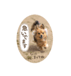 チワックスRUBYの使えるスタンプ（個別スタンプ：15）