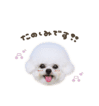 タラ.モチ.ヴィヴィちゃん♡mix（個別スタンプ：12）