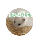 たぶん実用性があるハムスタースタンプ（個別スタンプ：7）