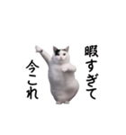 動く！今これ猫ミーム！（個別スタンプ：1）