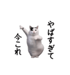 動く！今これ猫ミーム！（個別スタンプ：2）
