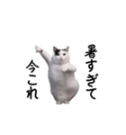 動く！今これ猫ミーム！（個別スタンプ：3）